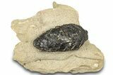 Pliocene Aged Fossil Spruce Cone in Sandstone - France #303714-1